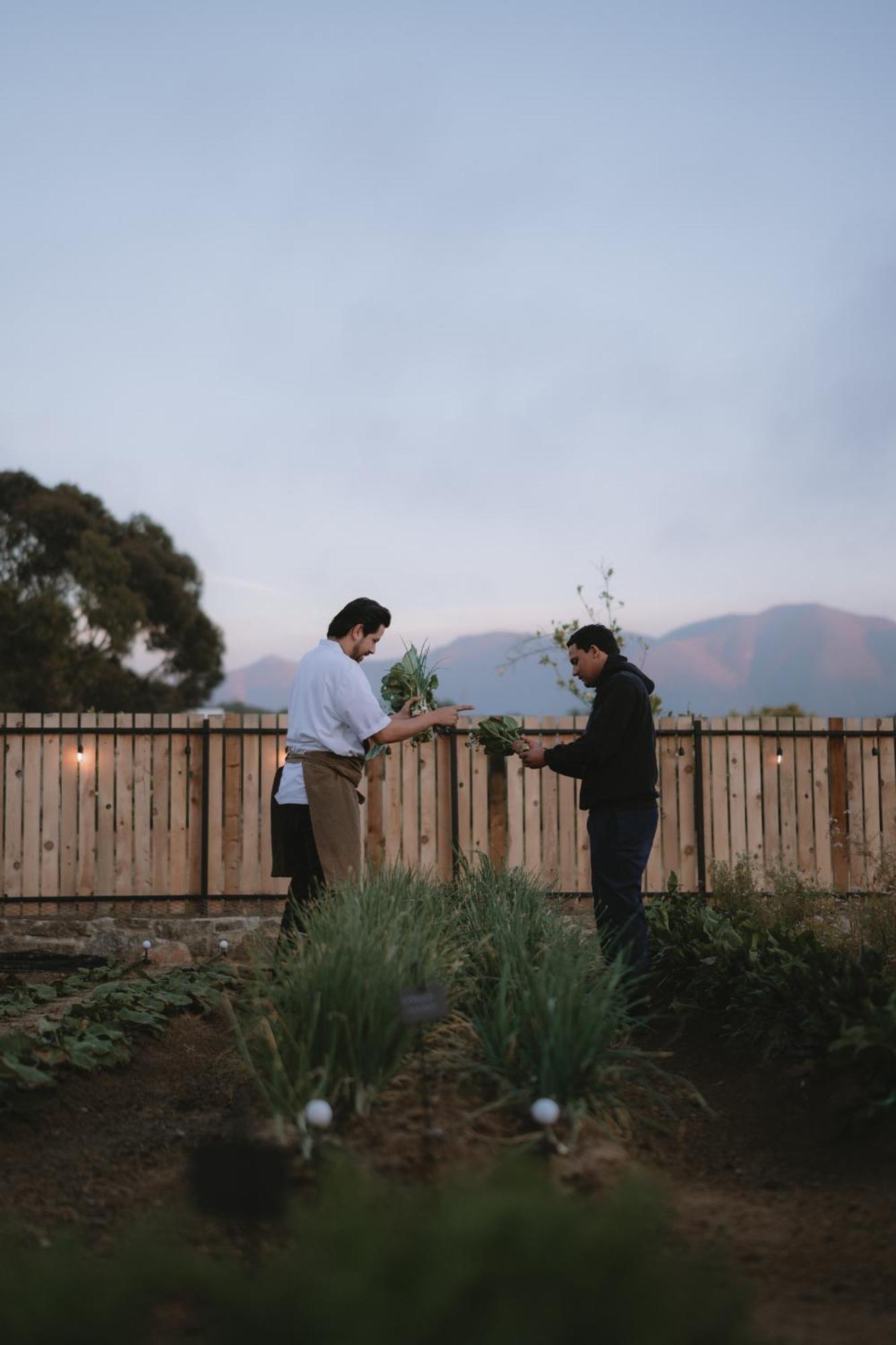 Casa Olivea * Valle de Guadalupe