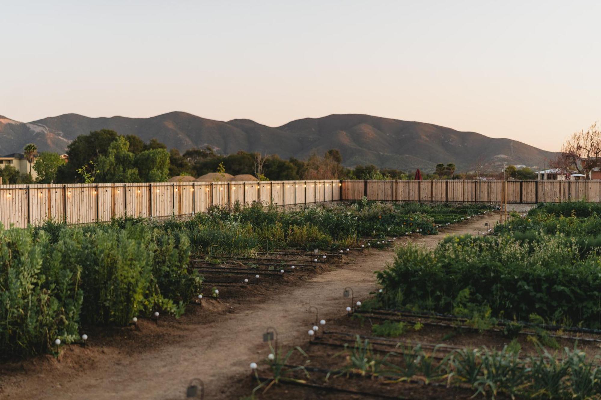 Casa Olivea * Valle de Guadalupe